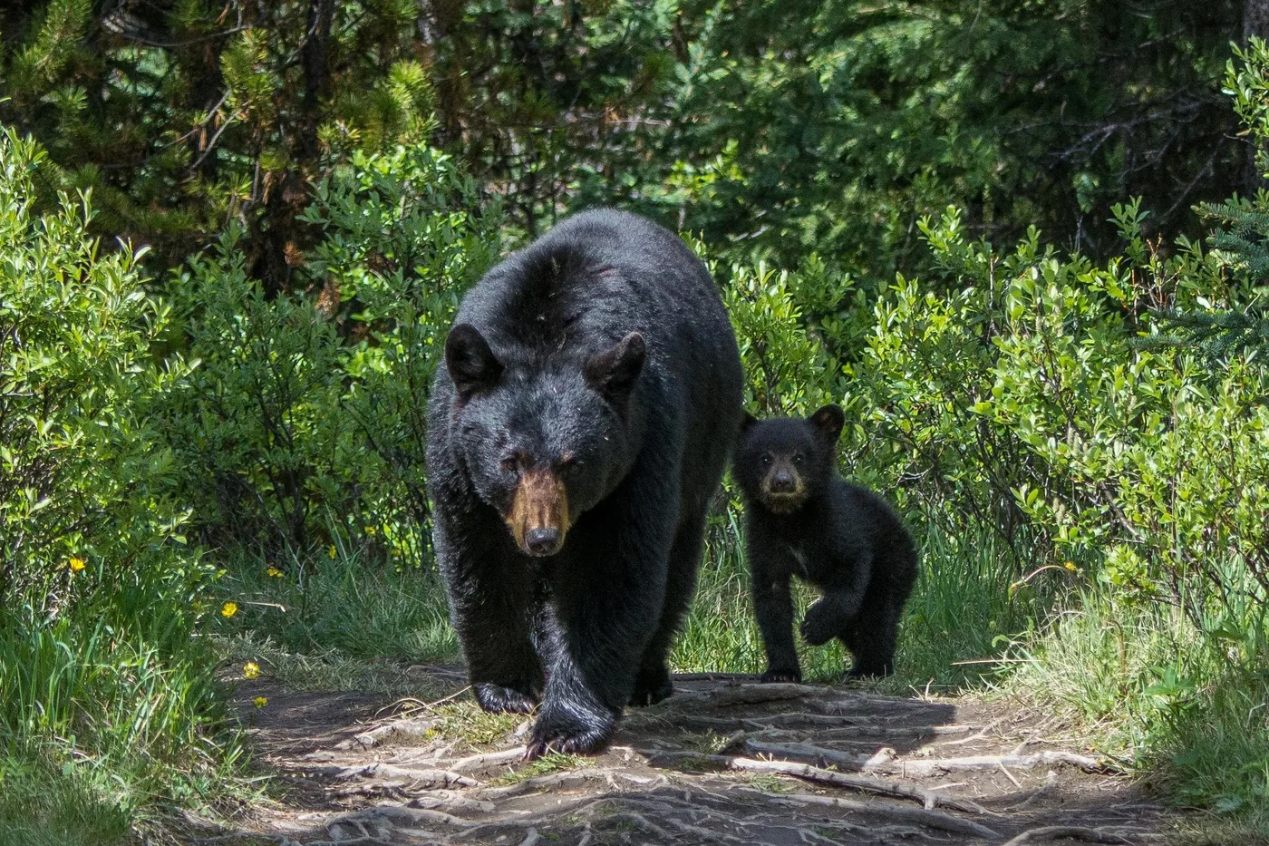 Offer photo: Jasper evening wildlife tour