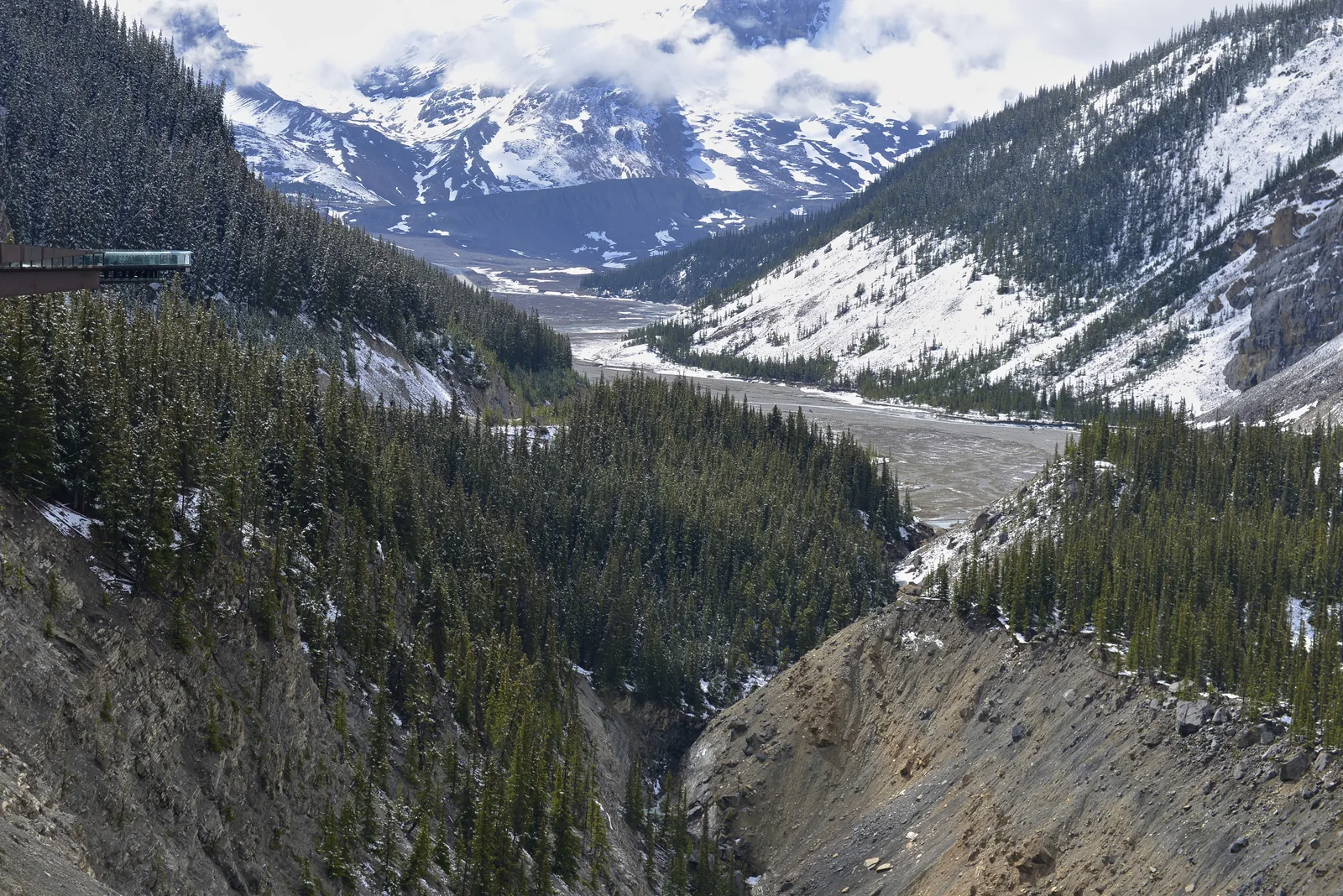 The Glacier Skywalk in Jasper National Park juts out over a forested valley with a gravel bed, snowy mountains behind