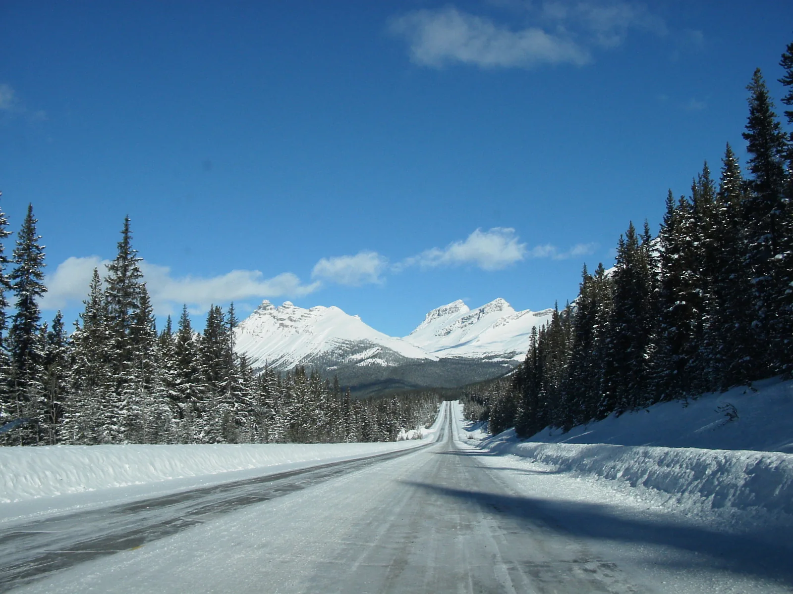 Snowy, empty road of the Icefields Parkway between firs, white mountains behind