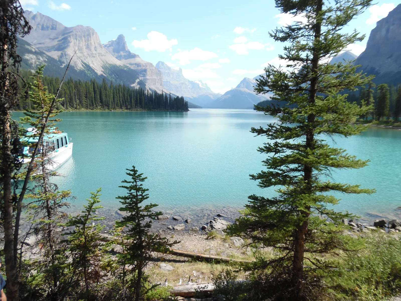 Tour boat on the shore of turquoise Maligne Lake in Jasper National Park among spruces