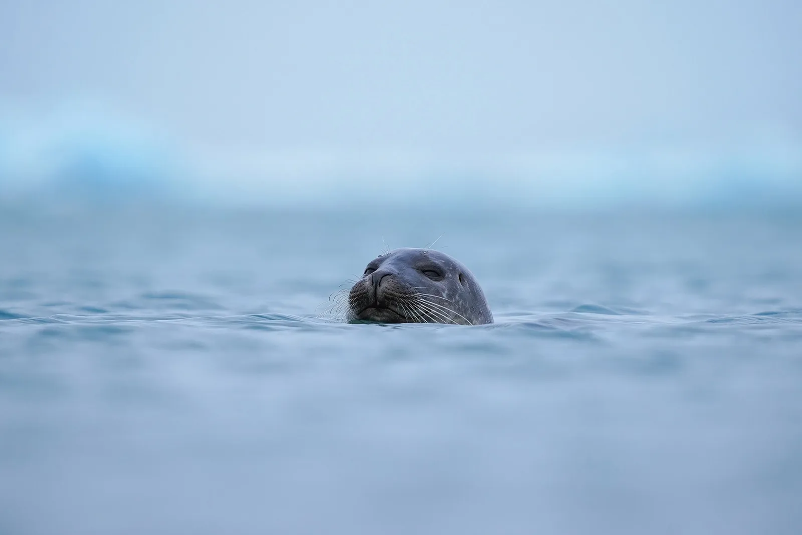 A seal pokes its head out of the pale blue water at Jökulsárlón