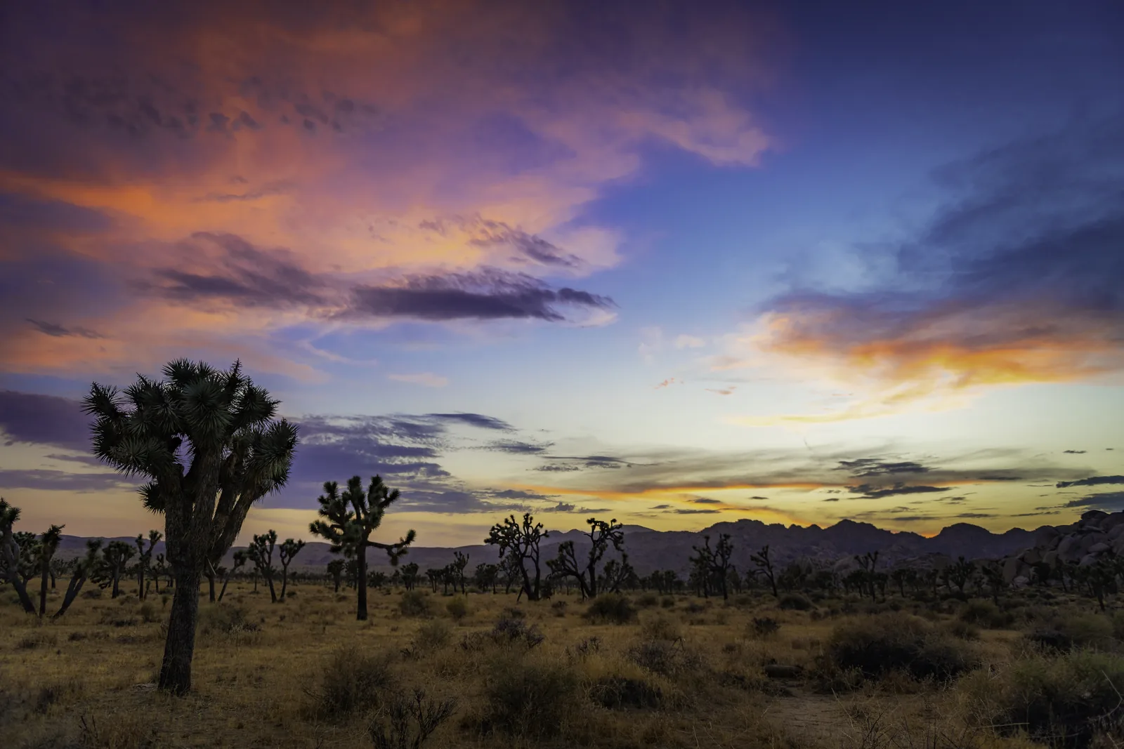Joshua trees against pink and yellow evening clouds in the Hidden Valley area of Joshua Tree National Park