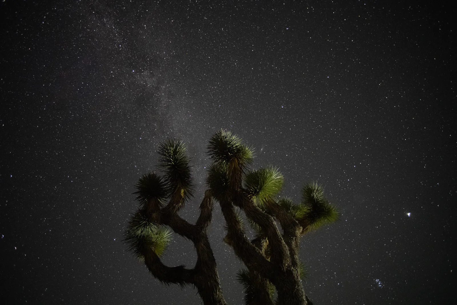 The crown of a Joshua tree in Joshua Tree National Park against the Milky Way and the Andromeda Galaxy in the night sky