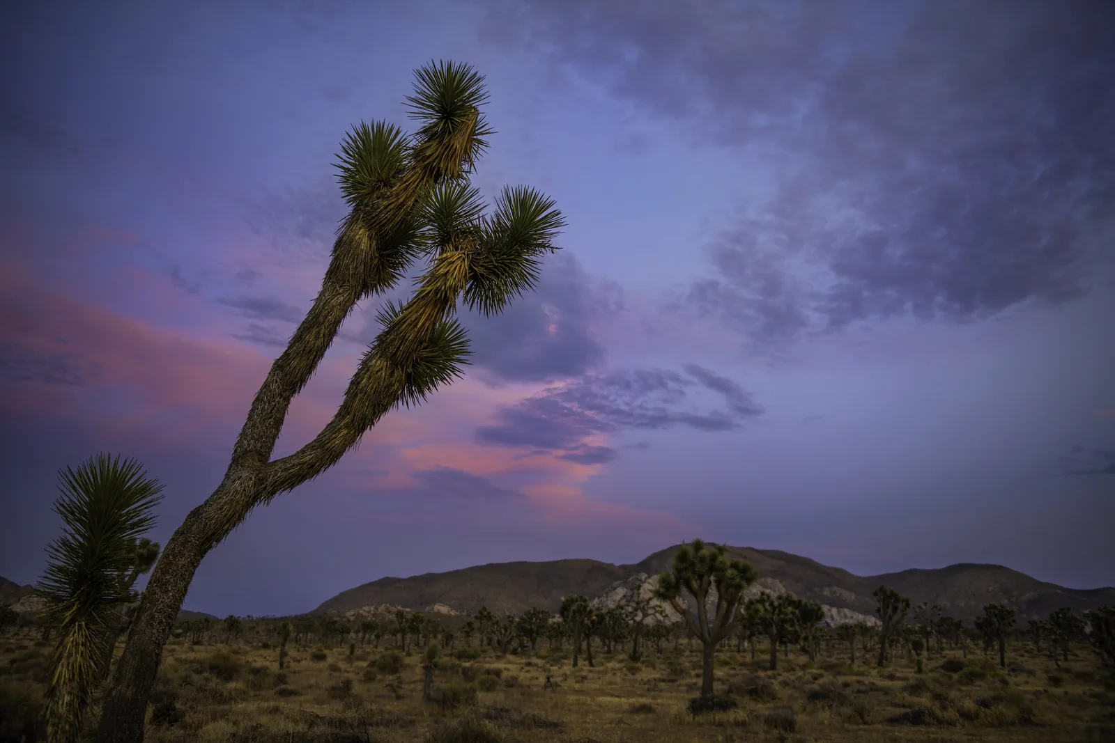 A leaning Joshua tree in front of the ridge of Ryan Mountain in Joshua Tree National Park in violet evening light