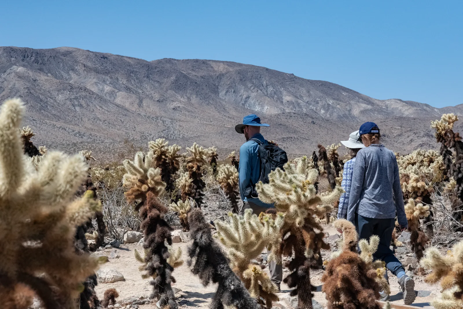 Visitors walk in Joshua Tree National Park along a narrow path through densely packed, pale, fuzzy teddybear cholla