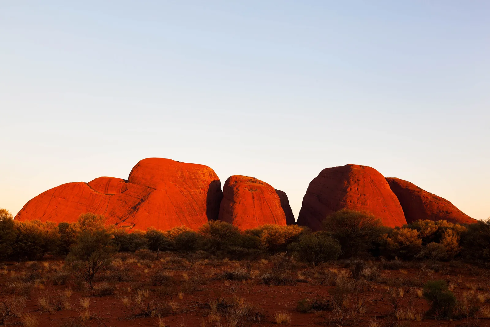 Several domes of Kata Tjuṯa in Uluṟu-Kata Tjuṯa National Park glowing red in the last evening light, with dark bushland in front