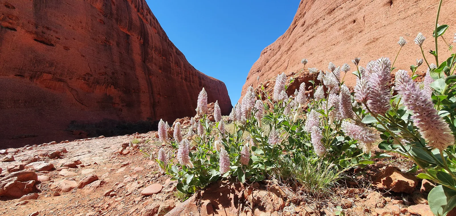 Pink-flowering desert plants in front of the entrance to Waḻpa Gorge at Kata Tjuṯa, with red rock walls to the left and right