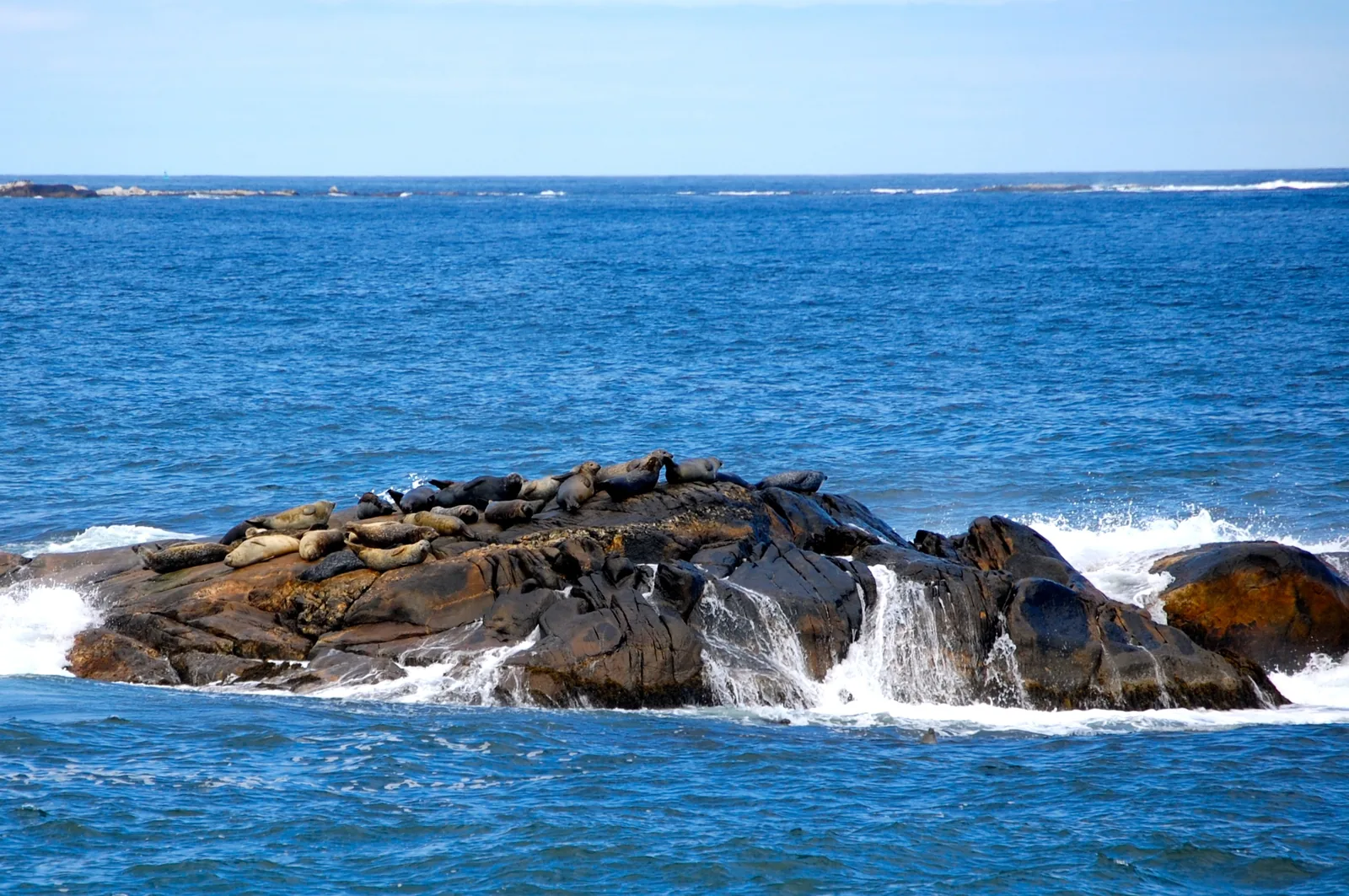 A dozen harbour seals lie on a surf-washed rock in the blue Atlantic in Kejimkujik National Park
