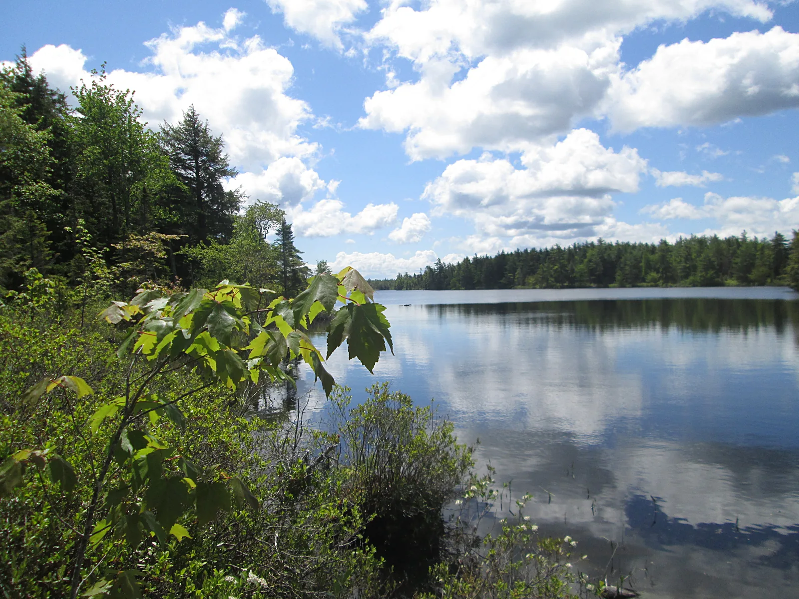 Still, dark water of the Mersey River in Kejimkujik National Park reflecting cumulus clouds, broadleaf and conifer trees on the bank