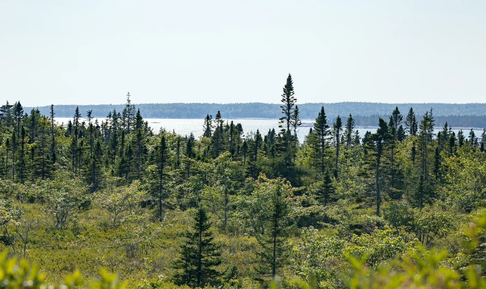 Low, wind-shaped coastal spruce forest in Kejimkujik National Park, the glittering sea and a low headland behind