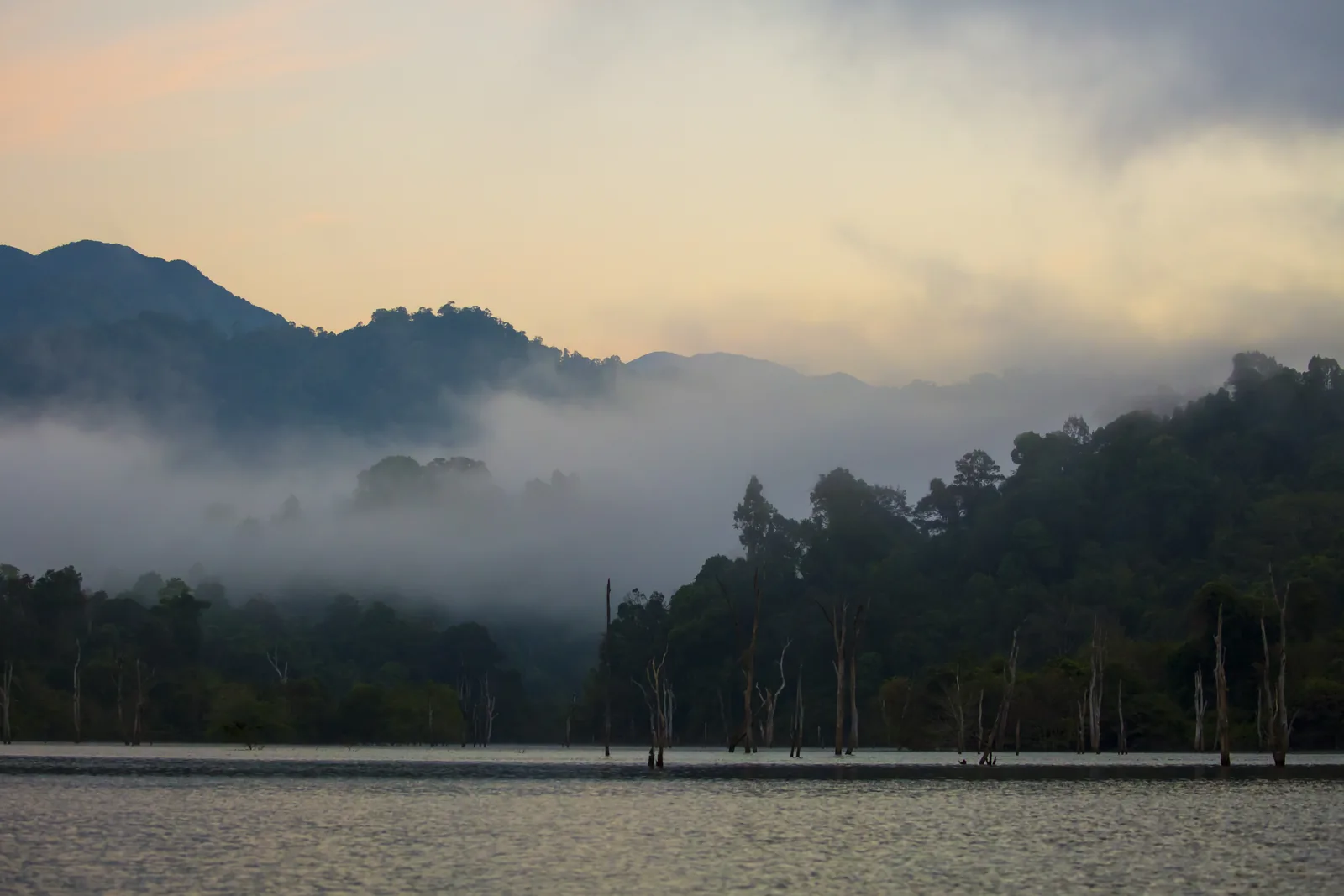 Mist lies over a still lake, bare dead tree trunks rise from the water in front of a wooded range of hills