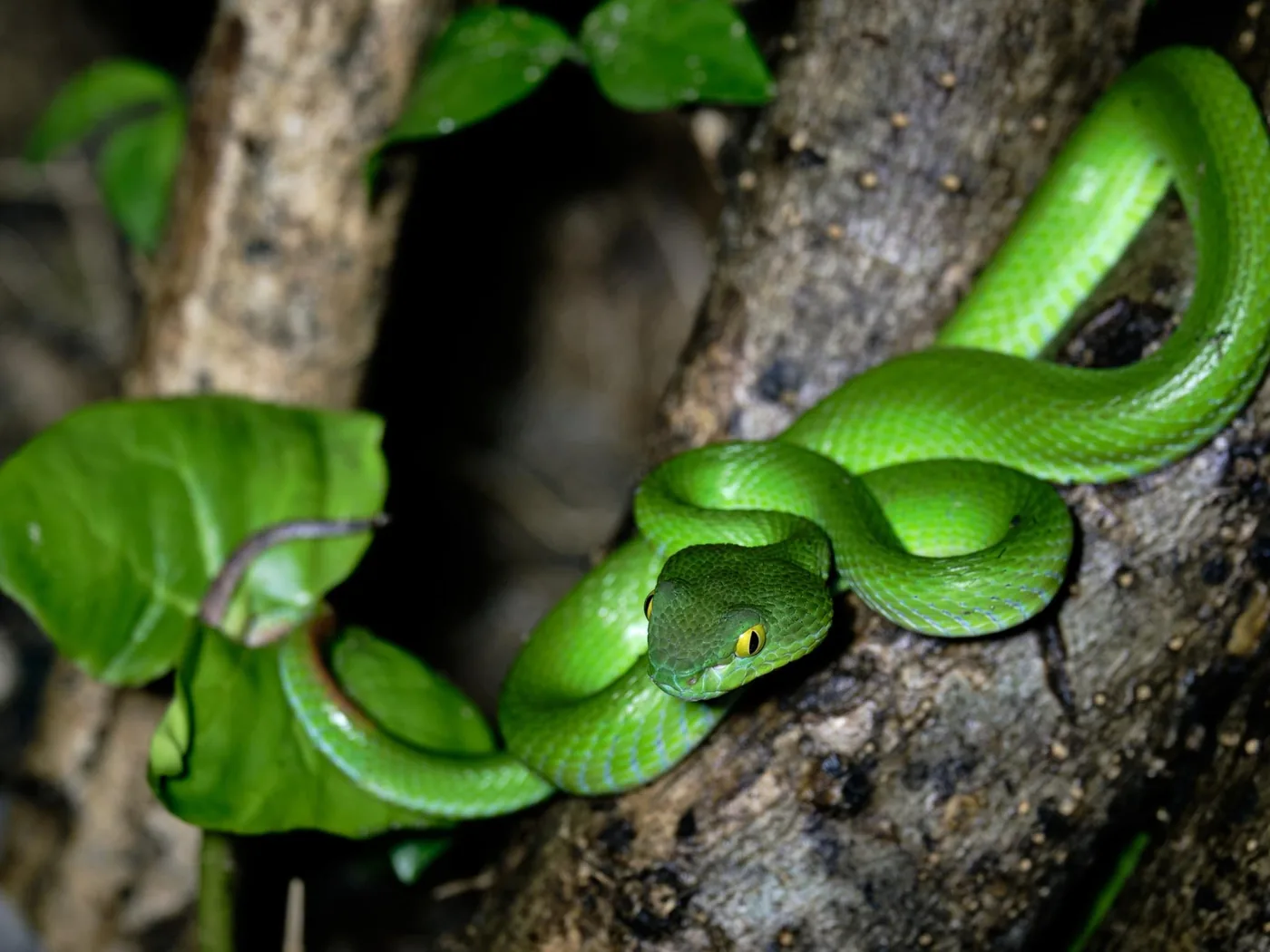 Offer photo: Khao Sok: night safari on foot in the national park, with pick-up in Khao Sok village