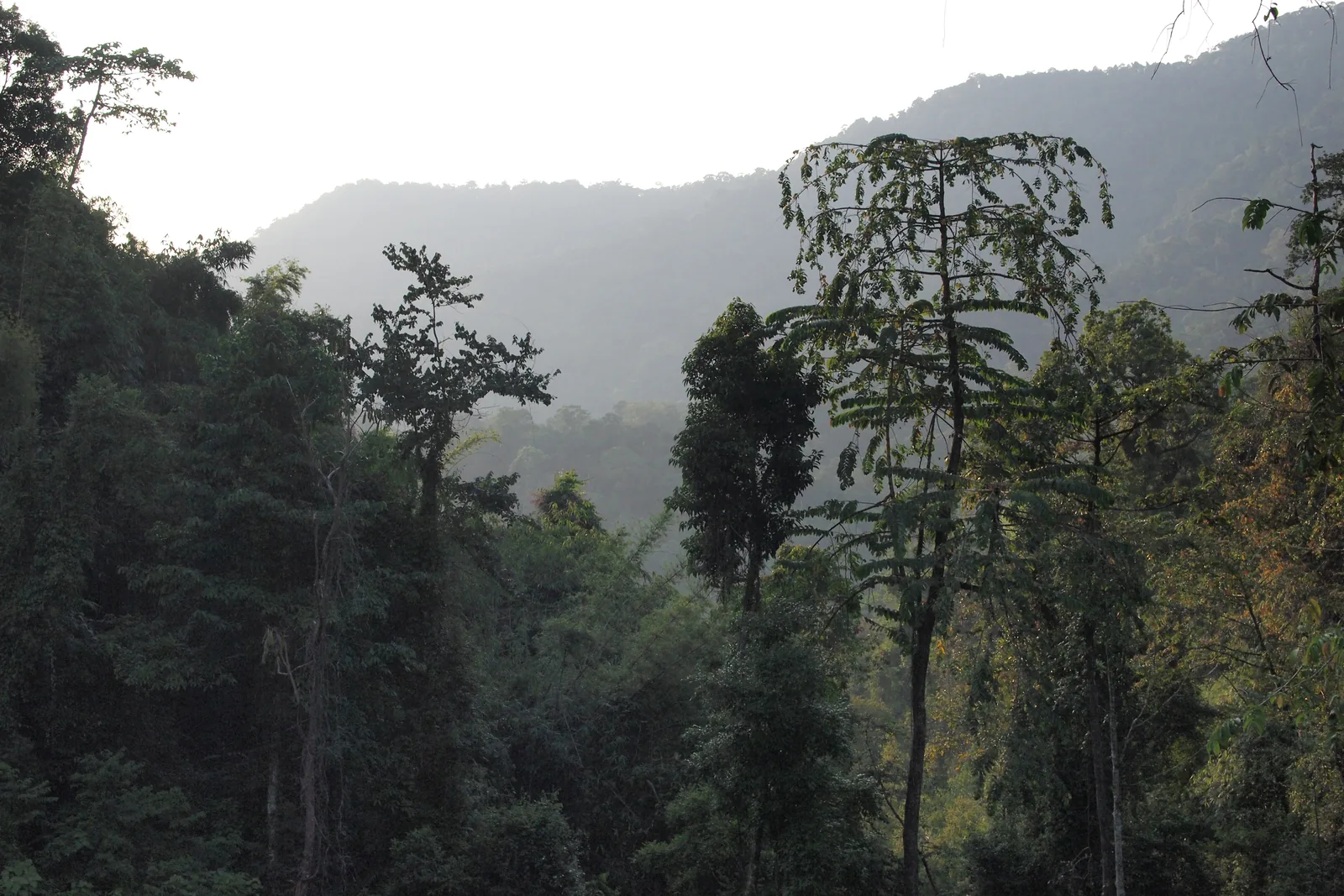 Tall primeval forest trees with slender trunks and broad crowns in Khao Sok National Park in front of a misty mountainside