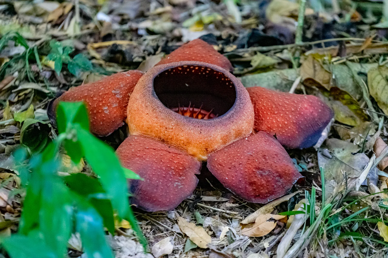 A large five-petalled, red-orange speckled Rafflesia flower lies on the leaf litter of the forest floor in Khao Sok National Park, a round opening in the centre