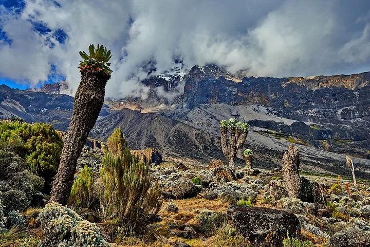 Offer photo: Kilimanjaro via the Lemosho route: seven days on the mountain