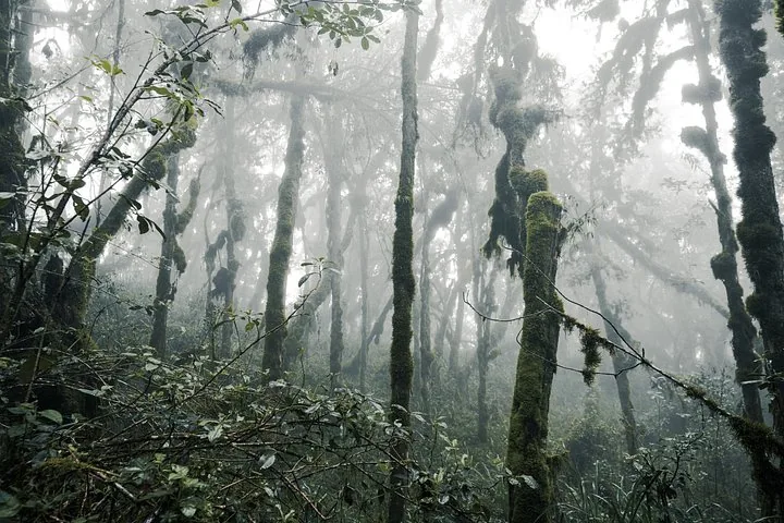 Offer photo: Kilimanjaro via the Machame route: seven days on the mountain