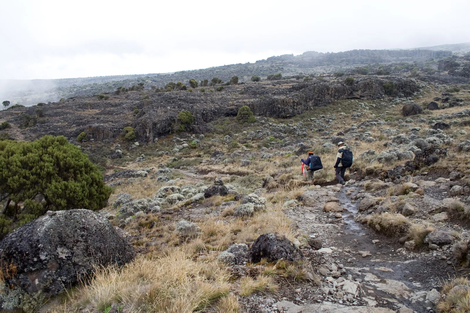 Hikers on a stony path across the Shira Plateau in Kilimanjaro National Park, heath and lava blocks under cloud