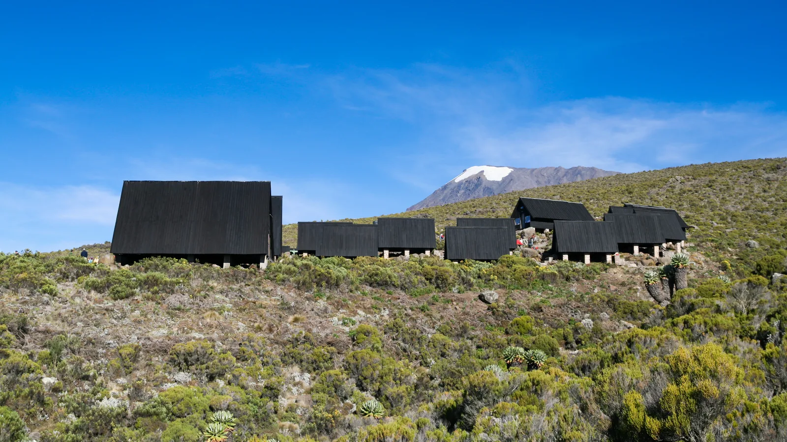 The dark wooden Horombo Huts in Kilimanjaro National Park on the heath, with snow-capped Kibo behind