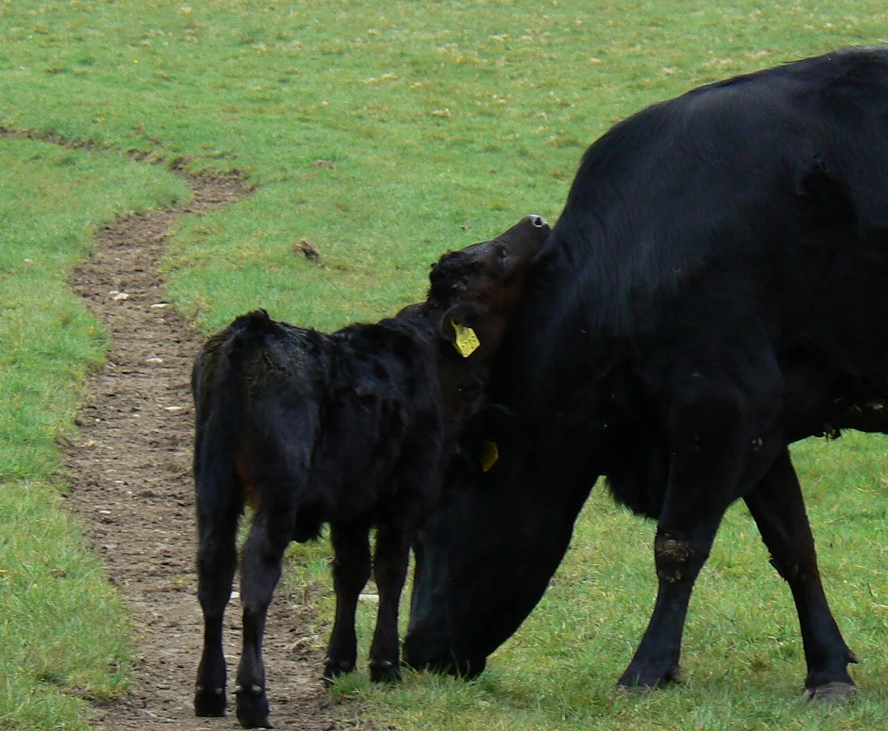 A black Kerry cow with her calf on a pasture in Killarney National Park