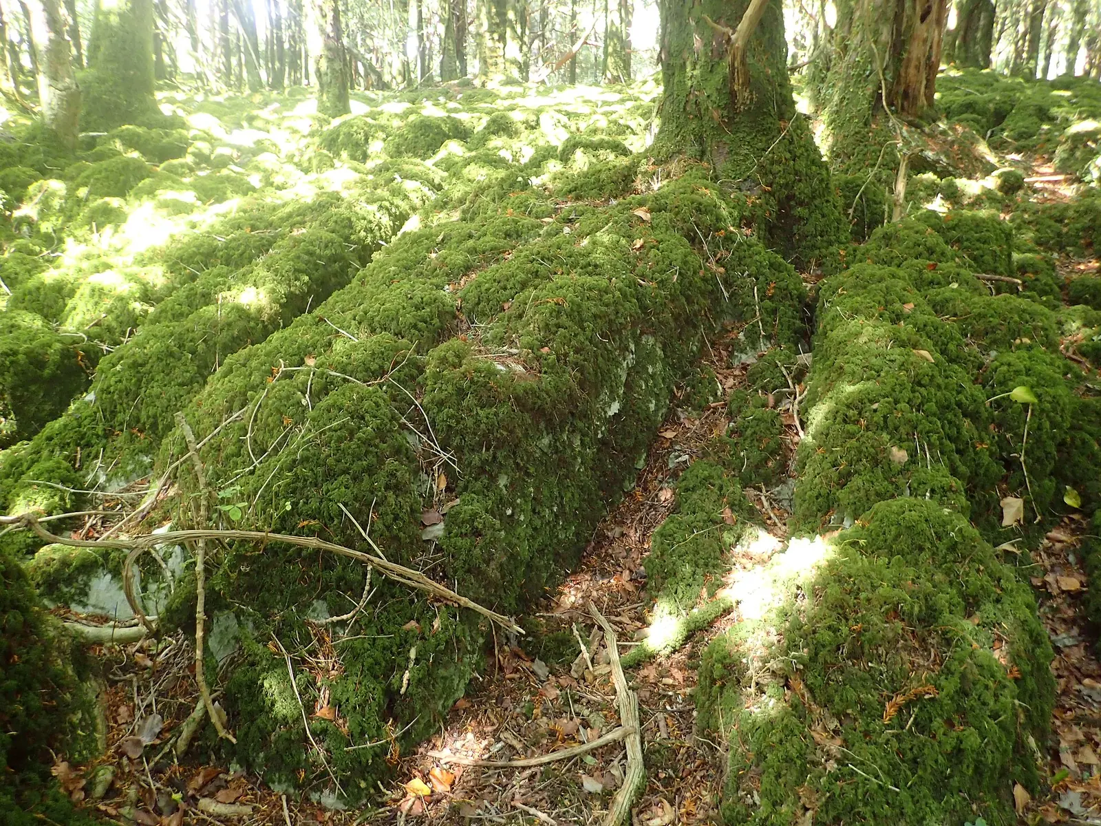 Moss-covered rocks and tree trunks in the Reenadinna yew wood in Killarney National Park