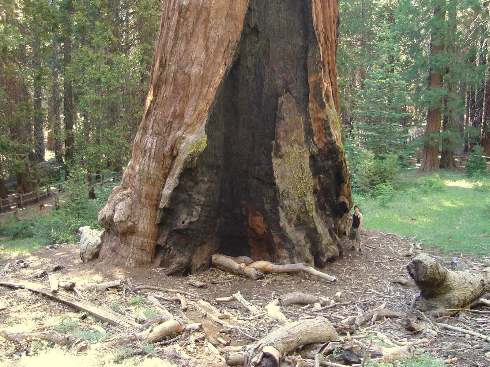 The massive, fire-scarred base of the General Grant Tree in Grant Grove, Kings Canyon National Park