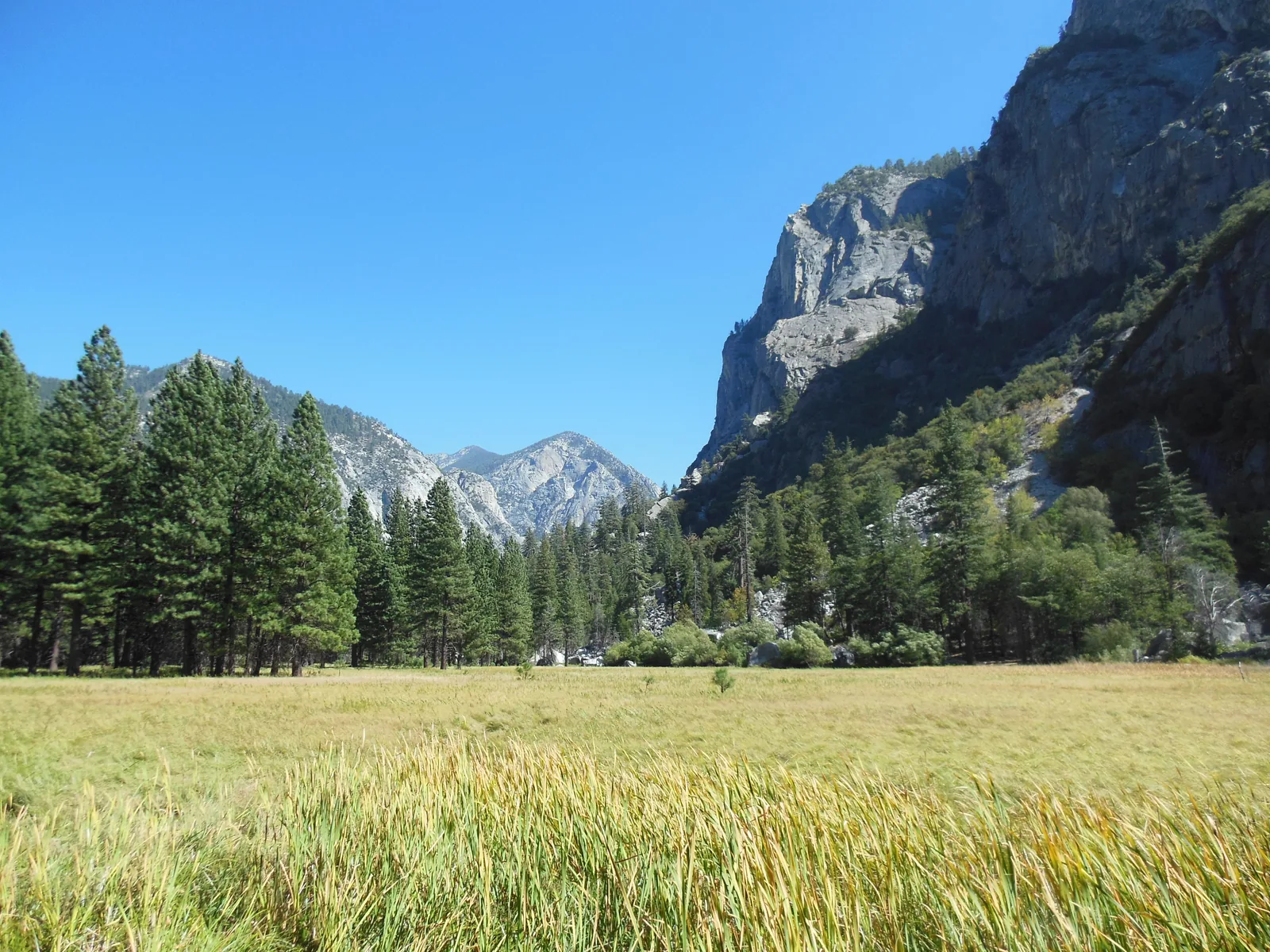 Golden Zumwalt Meadow in Kings Canyon National Park in front of wooded slopes and pale granite walls