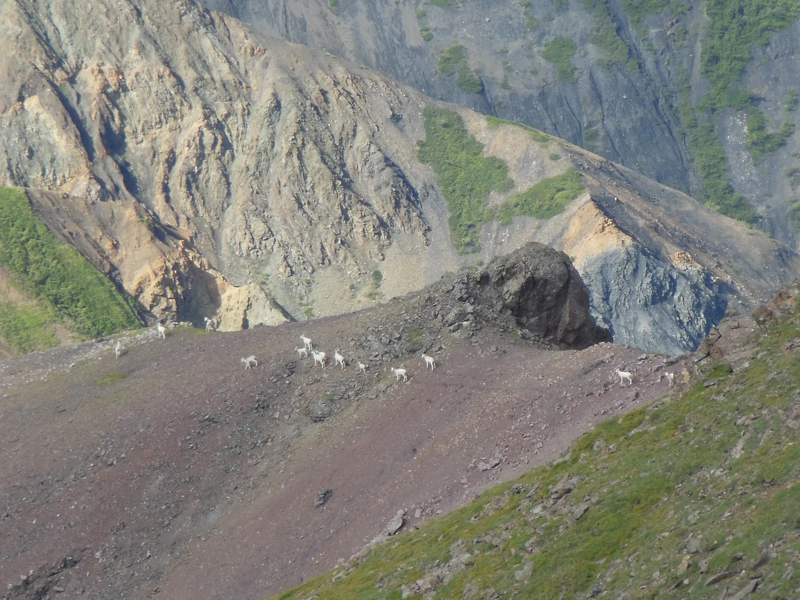 White Dall sheep in Kluane National Park spread across a steep scree slope above a green ridge