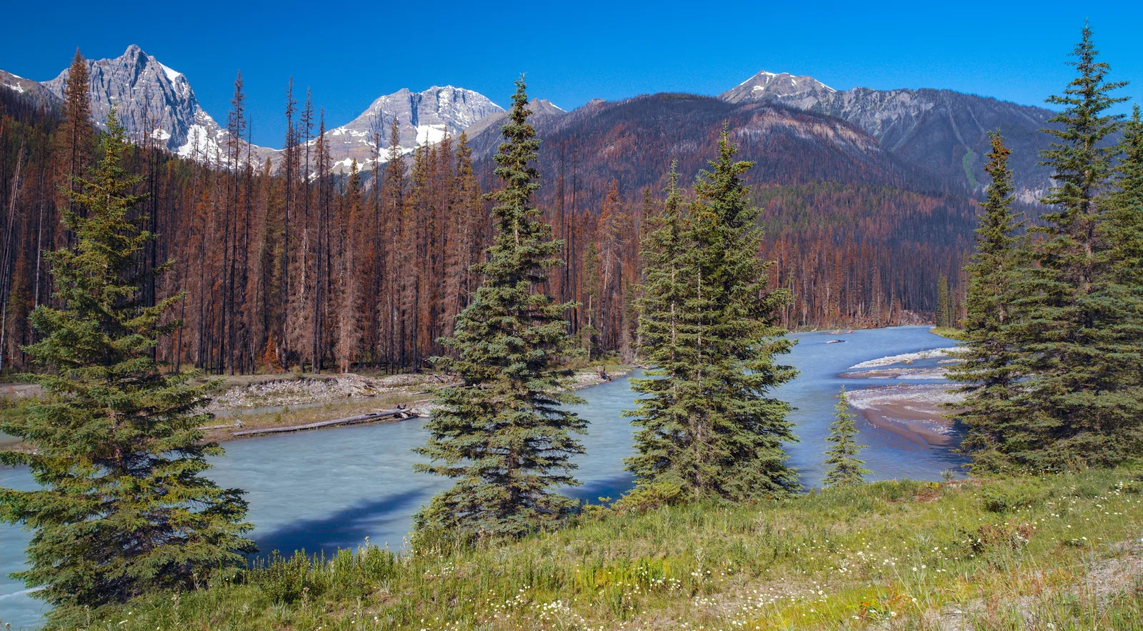 The Kootenay River winding through the valley of Kootenay National Park, with burned slopes of dead trunks