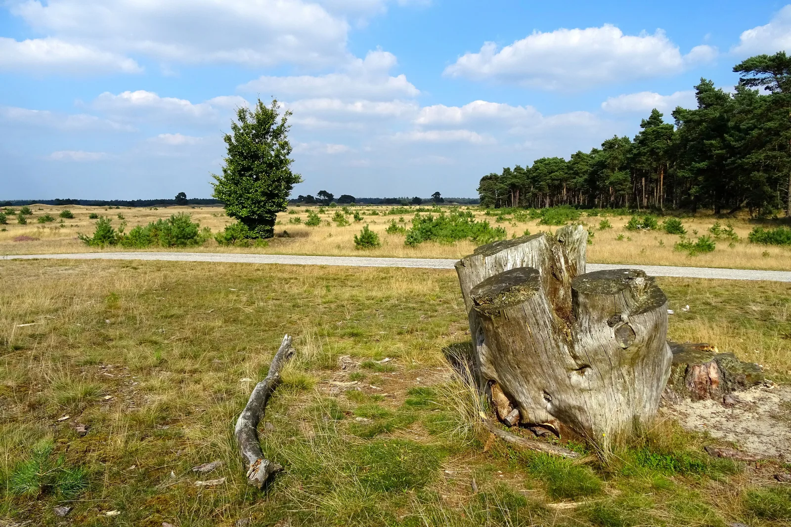 Grass, heath and an old tree stump at the Otterlose Zand in De Hoge Veluwe National Park, pine forest behind