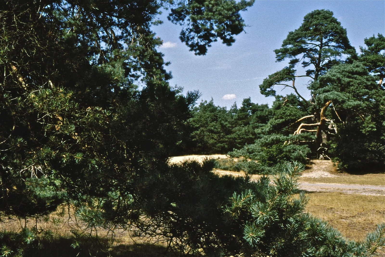 Pines and sand in De Hoge Veluwe National Park near Otterlo and the Kröller-Müller Museum