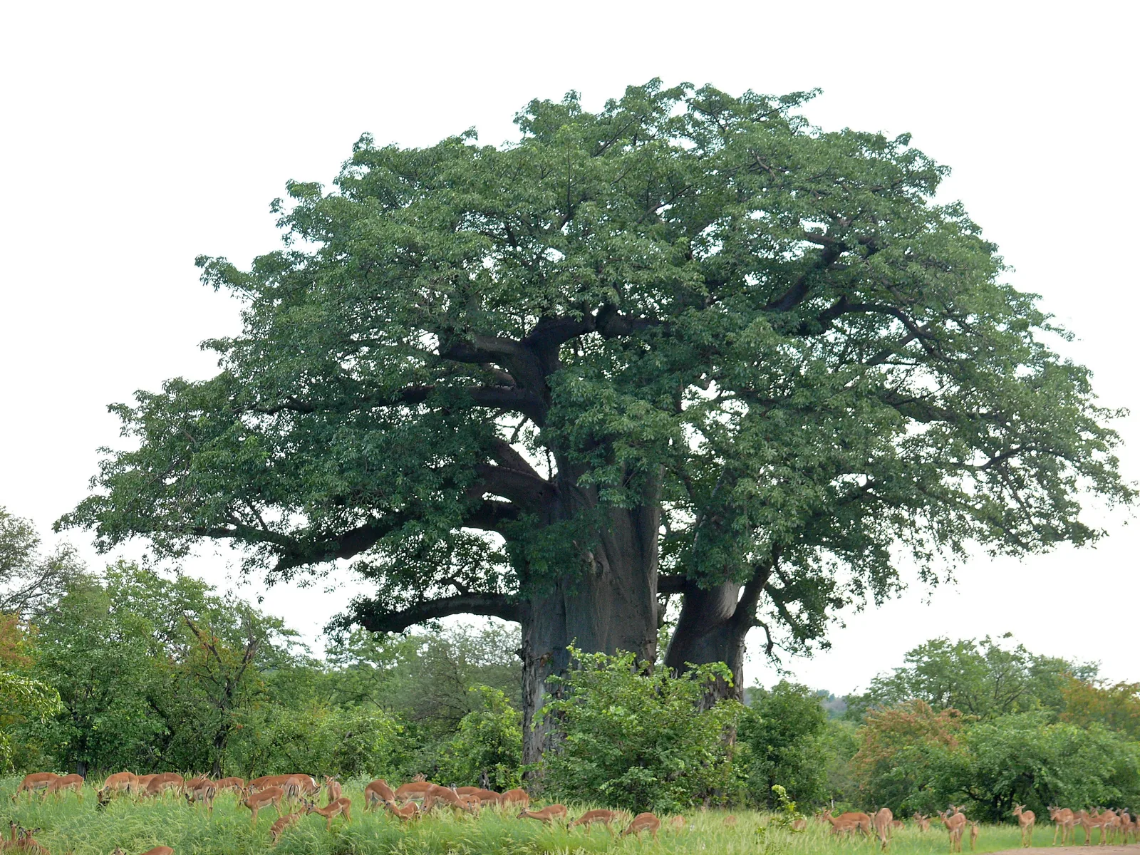 A mighty baobab in Kruger National Park in full leaf, with a herd of impala in the green grass in front