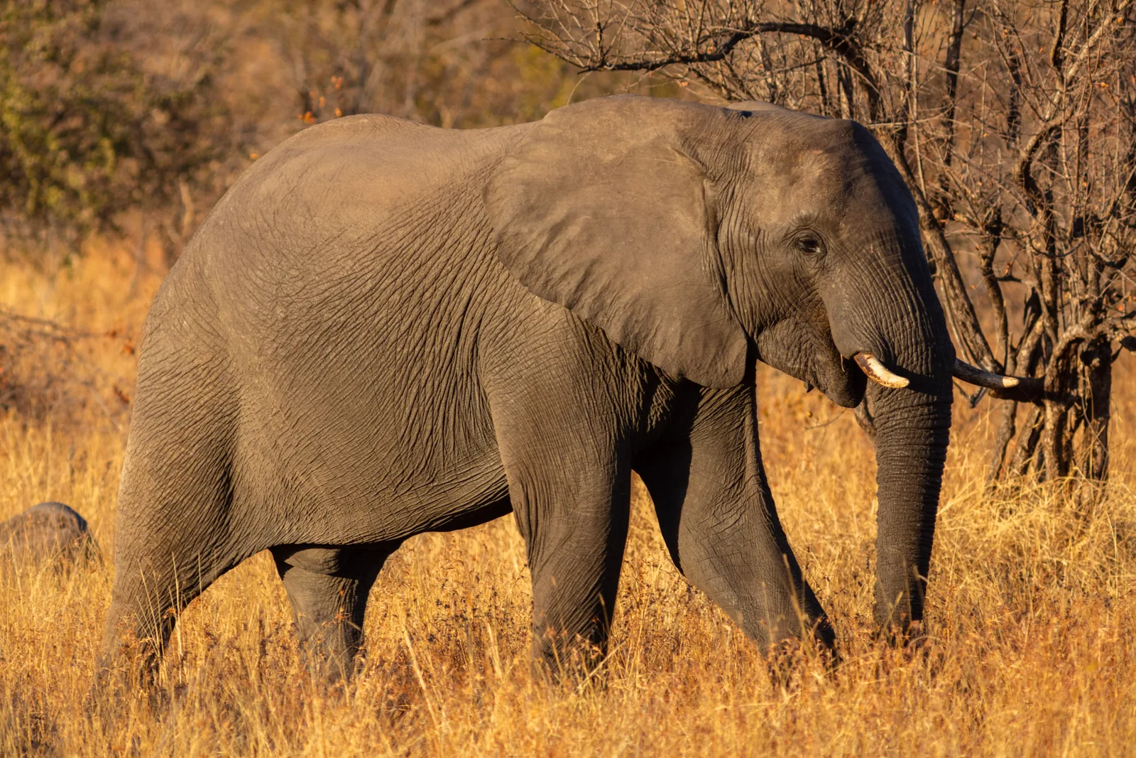A fully grown elephant bull with pale tusks walks through golden dry grass in Kruger National Park