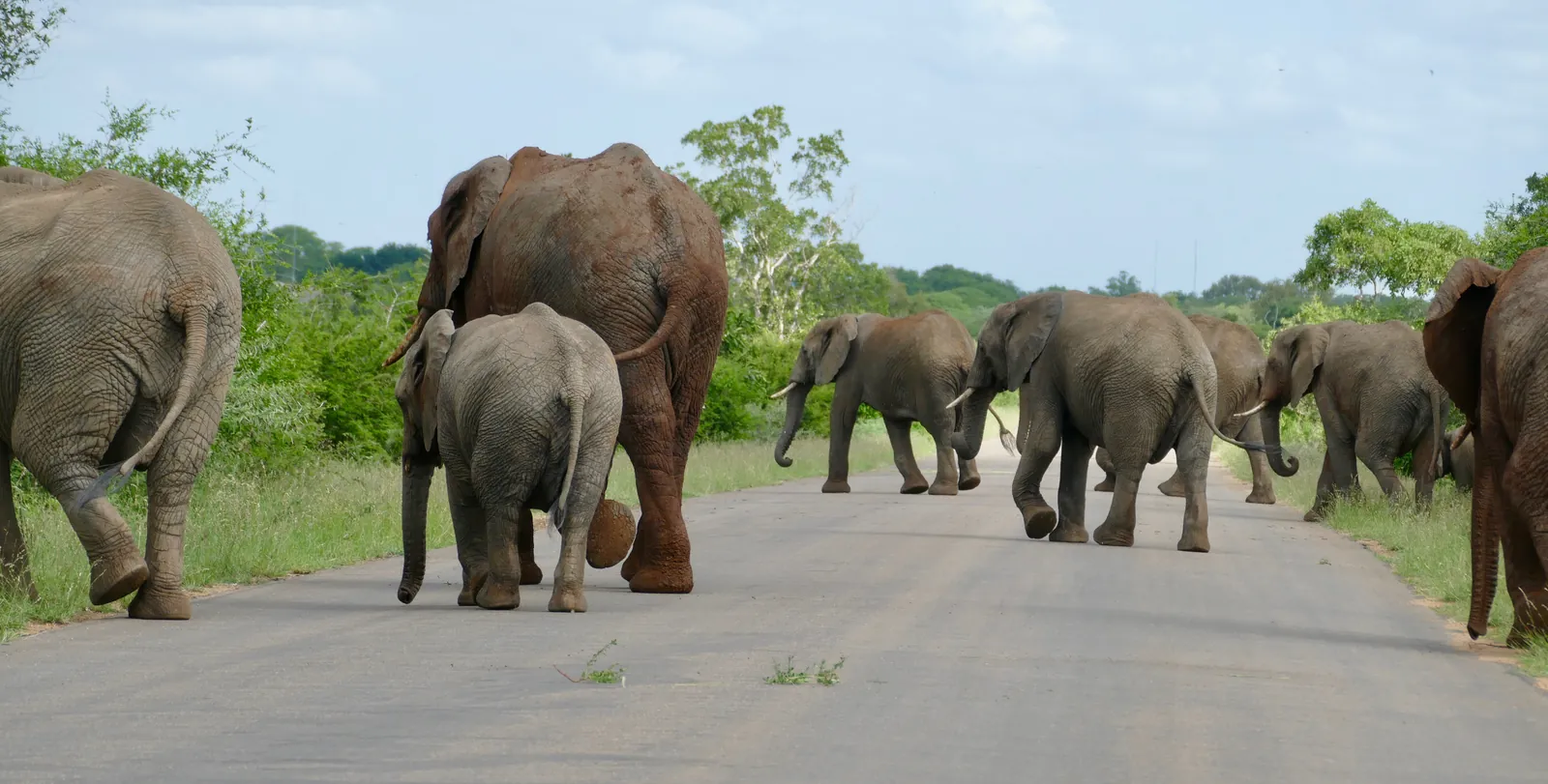 A herd of elephants with a calf walks away from the viewer in Kruger National Park along a tarred road between green bush