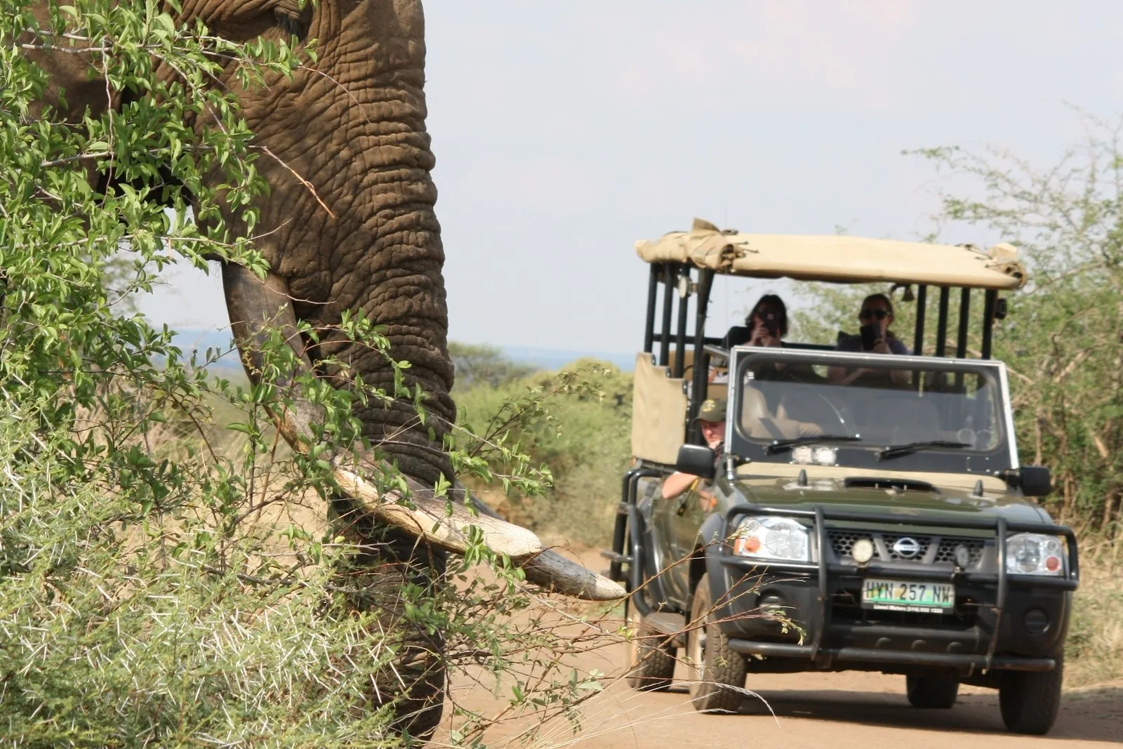 Offer photo: Full-day safari from Nelspruit, Malelane or straight from the gate