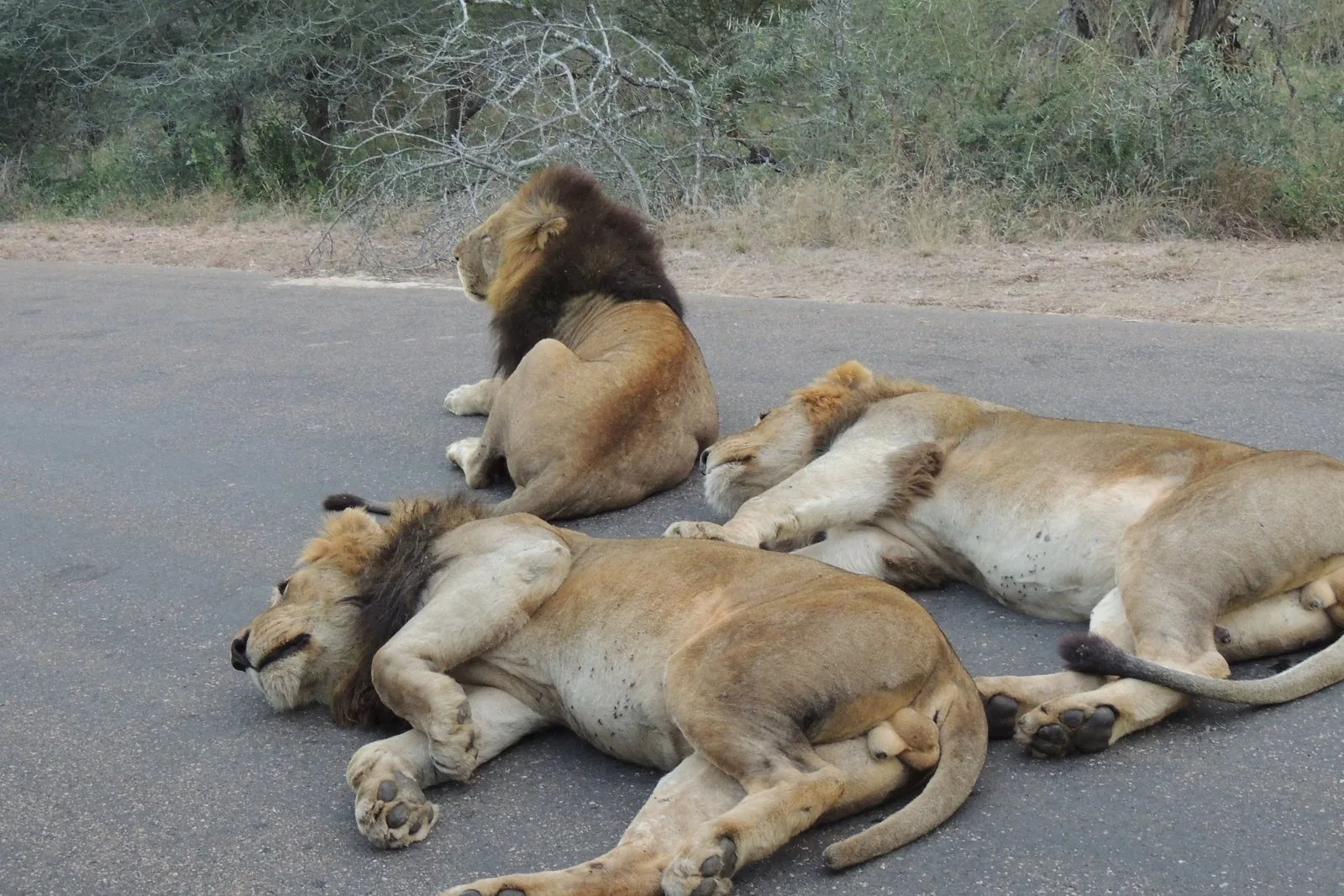 Offer photo: Full-day game drive with pickup at a gate or hotel
