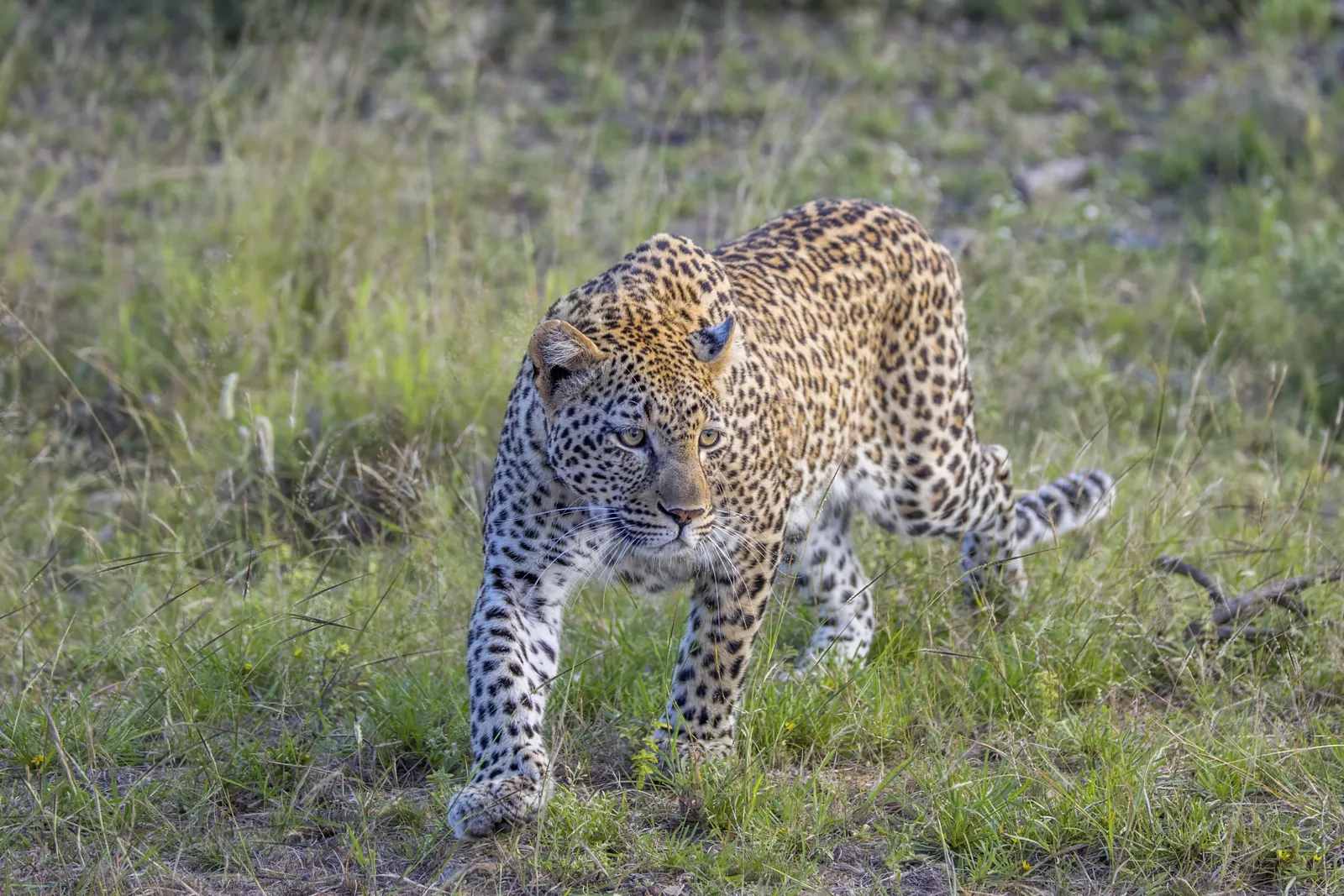 A leopard walks in Kruger National Park through low green grass straight towards the camera