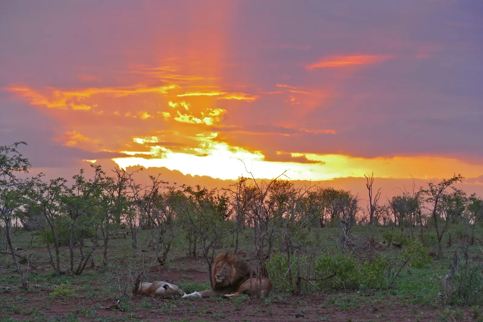 A maned lion and a lioness rest in Kruger National Park in the bush under a glowing orange-red evening sky