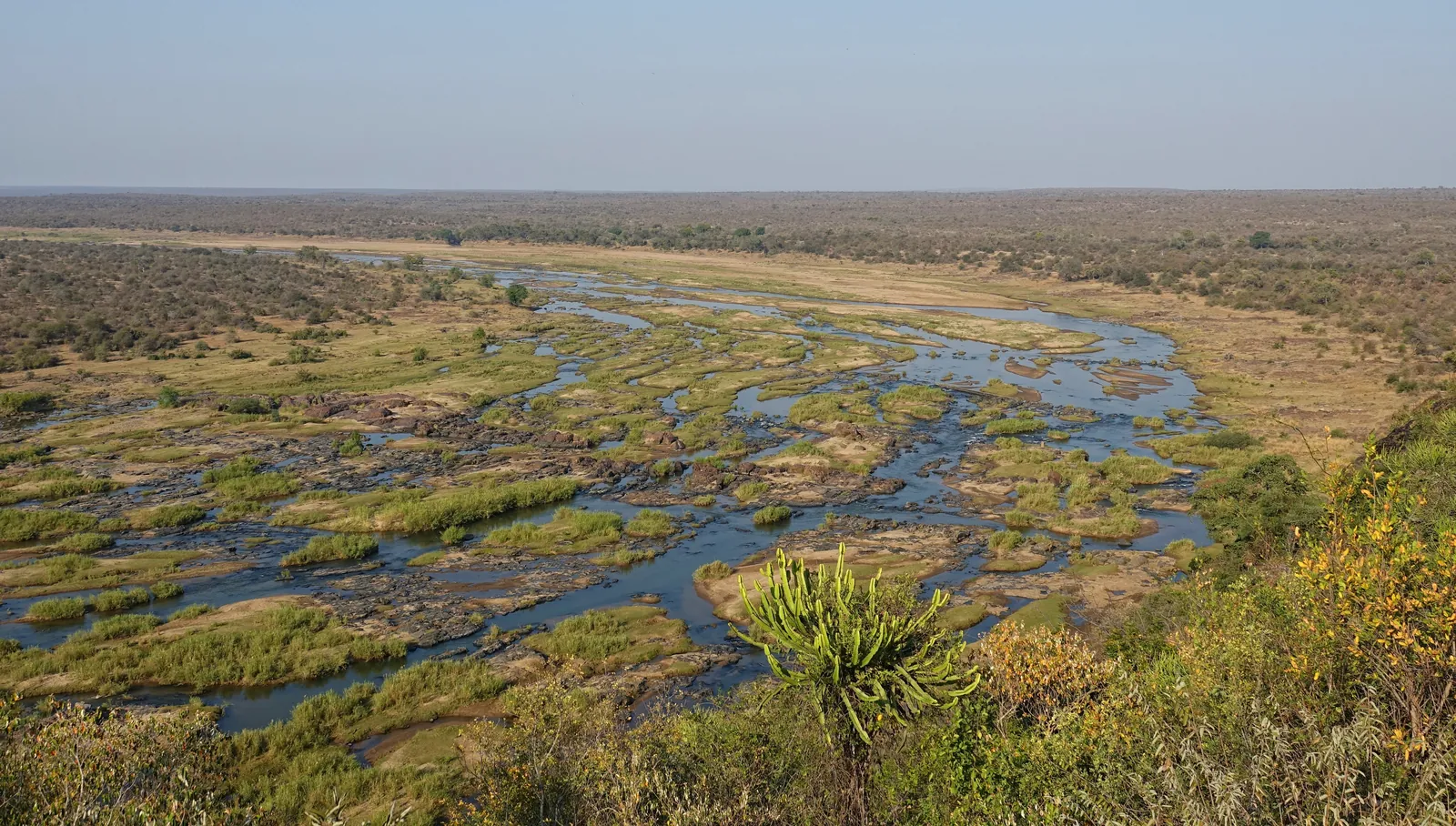 View from above of the Olifants River in Kruger National Park, which winds in many channels around green islands, with a euphorbia in front