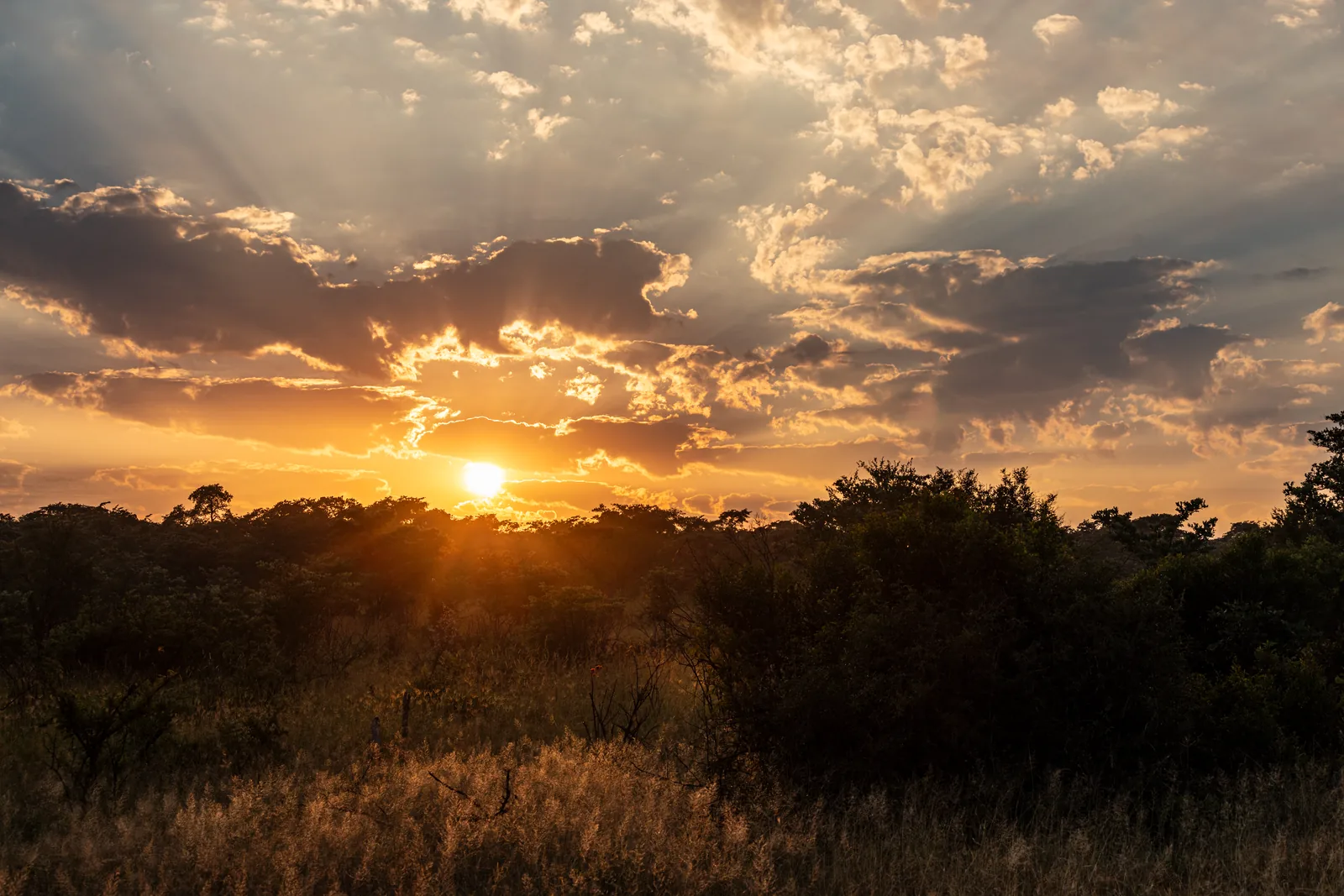 Sunrise over the bush savannah of Kruger National Park, golden light between clouds above low trees and dry grass