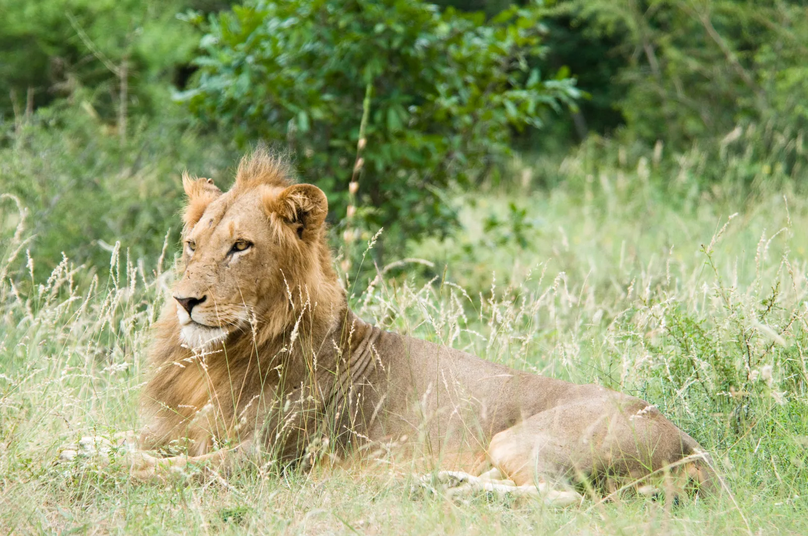 A young lion with a pale mane lies in Kruger National Park in tall grass in front of dense green bush