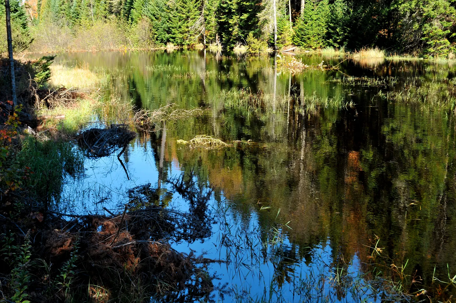 A beaver dam of branches holds back a stream in La Mauricie National Park, forming a still pond that reflects the surrounding forest