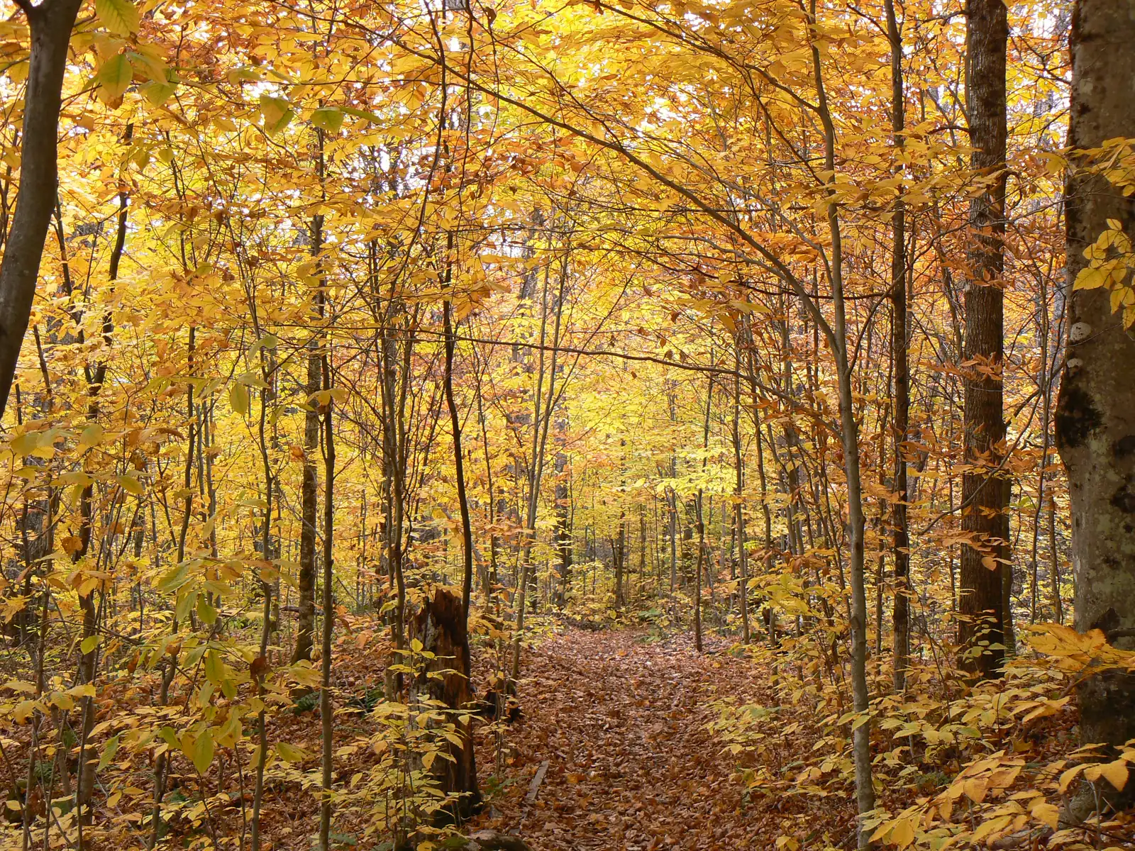 A forest trail in La Mauricie National Park leads through broadleaf trees in yellow and orange, leaves covering the ground