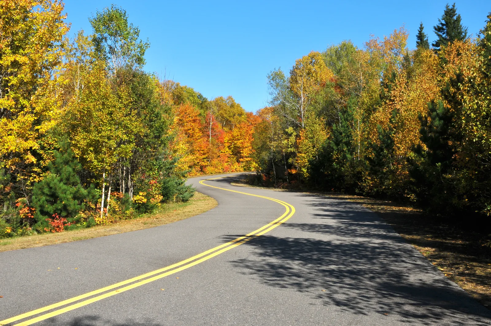 The park road in La Mauricie National Park sweeps through mixed forest in yellow and orange autumn colours under a blue sky