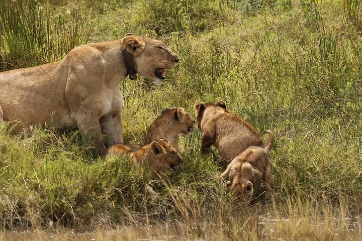 Offer photo: 3 days Tarangire, Ngorongoro and Lake Manyara, group camping safari