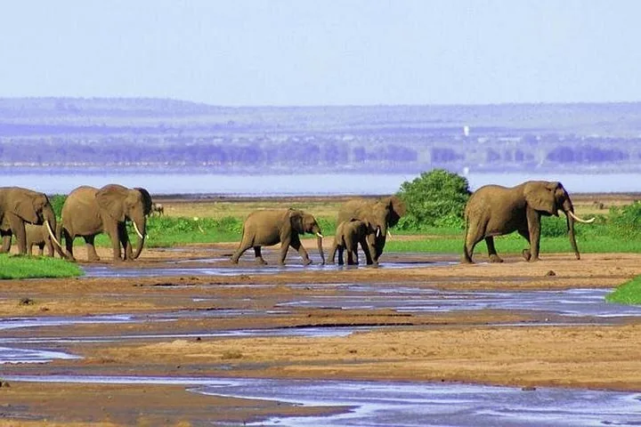 Offer photo: From Arusha: private day trip to Lake Manyara National Park