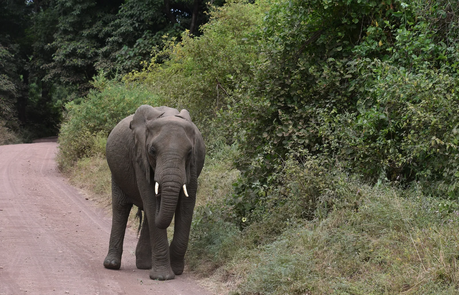 An elephant walks along a red track in Lake Manyara National Park, with dense green forest on both sides