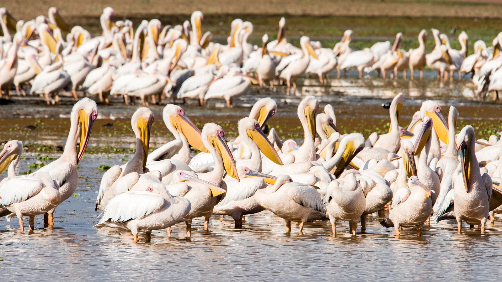 Dozens of great white pelicans stand and swim in shallow water on the shore of Lake Manyara in Lake Manyara National Park