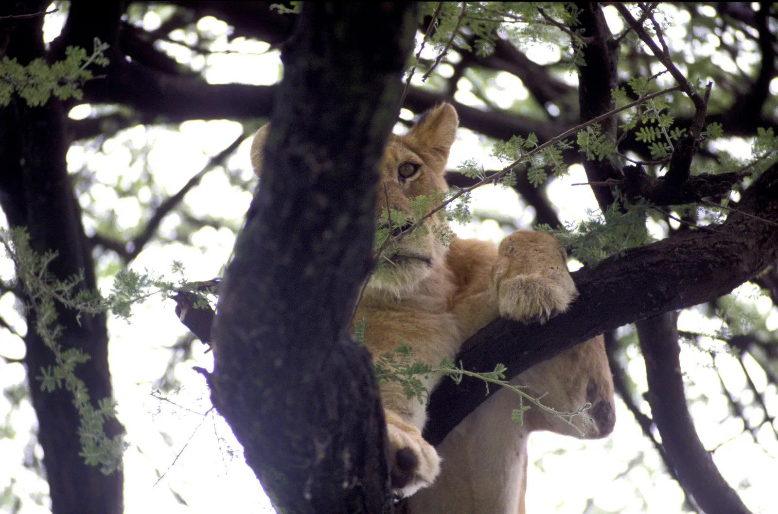 A lioness lies behind a dark trunk in an acacia in Lake Manyara National Park, looking over a branch