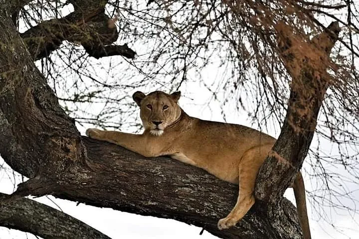 Offer photo: 3 days from Arusha: a full day at Lake Manyara, Ngorongoro and Tarangire with lodge