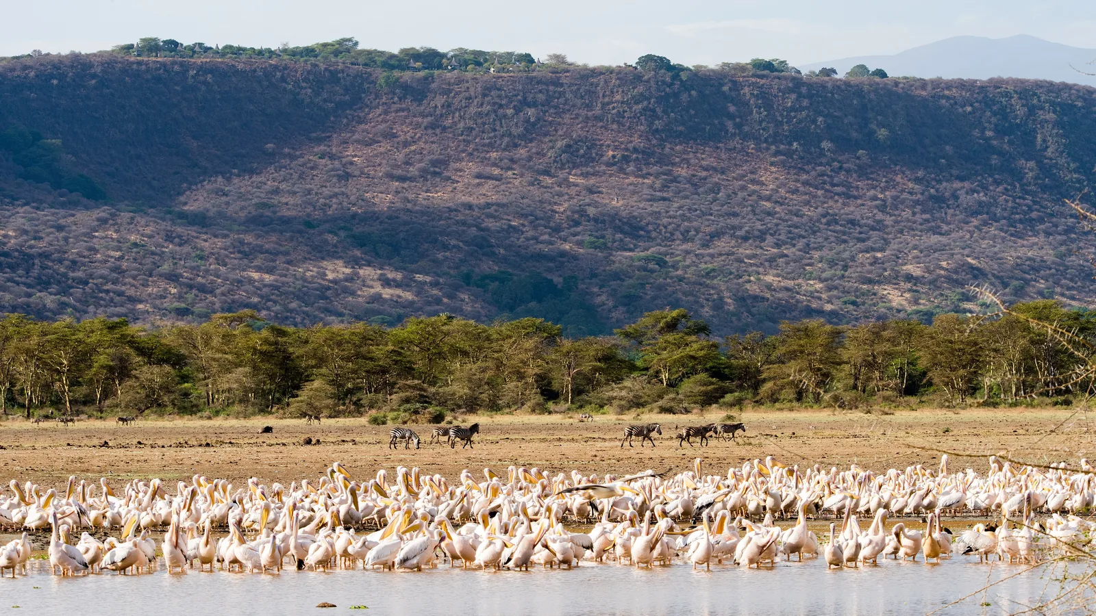Pelicans crowd the shore of Lake Manyara in Lake Manyara National Park, with zebras, a strip of forest and the Rift Valley wall behind